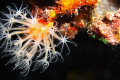   Soft Coral observed during night dive Bligh Water  